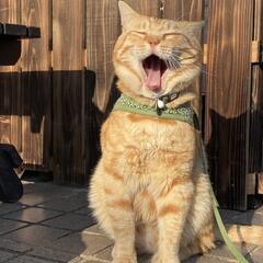 優しい里親さんも探しています。
