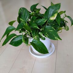 観葉植物　ポトス　大
