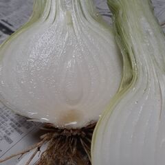 朝採り‼️大玉新玉ねぎ‼️あま～い‼️