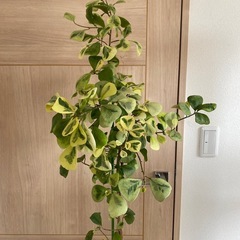 観葉植物