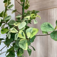 観葉植物の画像