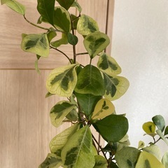 観葉植物の画像