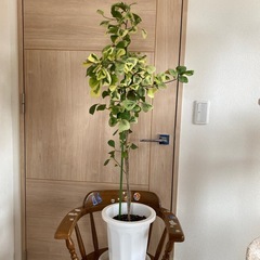 観葉植物の画像