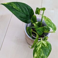 観葉植物　ポトス水差し　①