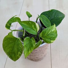 観葉植物　ポトス水差し　②