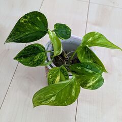 観葉植物　ポトス水差し　③