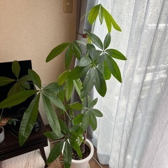 パキラ
