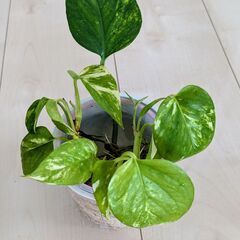 観葉植物　ポトス水差し　④