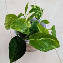 観葉植物　ポトス水差し　⑤