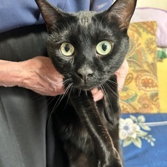 黒猫兄弟♂（もも・ゆきち）4才 里親募集