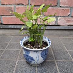 観葉植物（鉢付き）