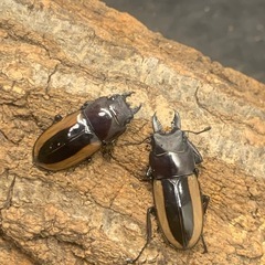 購入者様決定　フルストルファーノコギリクワガタ　ペア