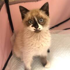 かわいい♡ぱんちゃん