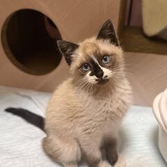 かわいい♡ぱんちゃん - 木更津市