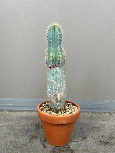 ムシャサボテン レアサボテン 観葉植物