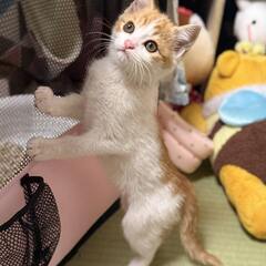 イケニャン♡もこくん