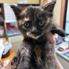 可愛いさびちゃん