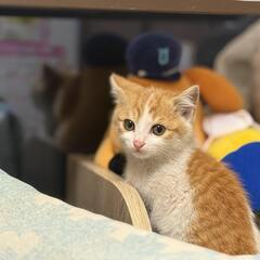 イケニャン♡もこくん - 猫