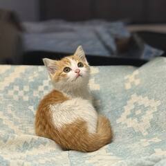 イケニャン♡もこくん − 千葉県