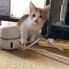 3月12日生まれの茶トラ白🐈