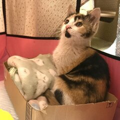 美人さん♡すずちゃん - 木更津市