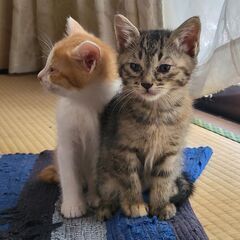 3月12日生まれのキジトラちゃん🐈