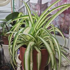 オリヅルラン　4鉢　各300円の画像