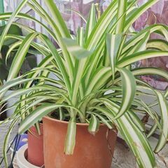 オリヅルラン　4鉢　各300円