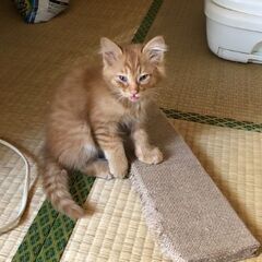 3月12日生まれの茶トラちゃん🐱