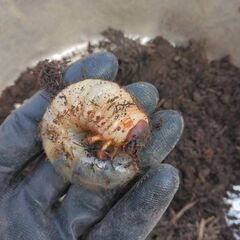 カブトムシ　幼虫　3匹