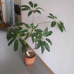 ツピタンサス　120センチ　観葉植物
