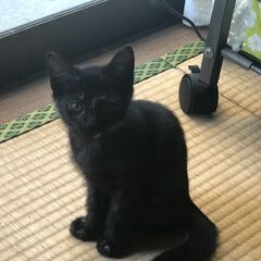 3月12日生まれのサビ猫ちゃん