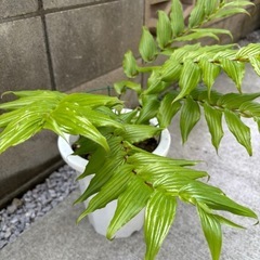 紀伊（キイ）ジョウロウホトトギス　鉢植え 
