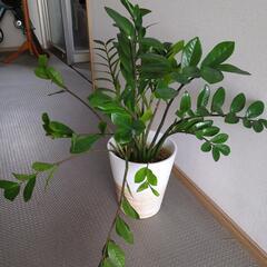 セール品◆ザミオクルカス　70センチ　観葉植物
