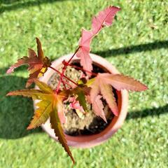 紅葉　もみじの画像