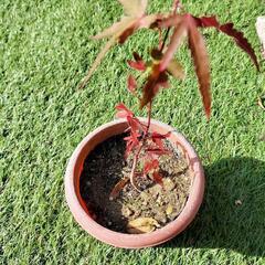 紅葉　もみじの画像