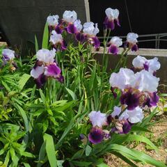 受け付け中止)　ジャーマンアイリスの苗　1株300円 只今開花中　の画像