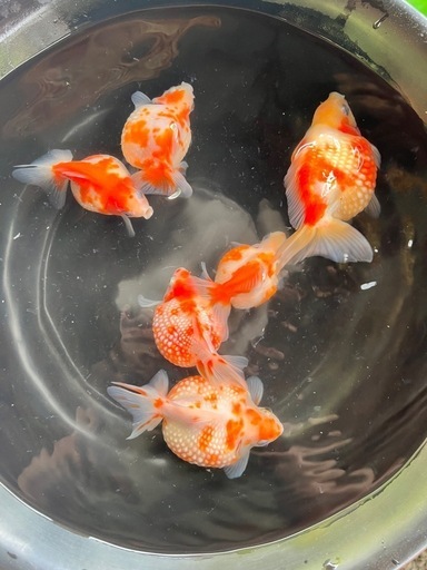 ピンポンパール　３歳魚　金魚