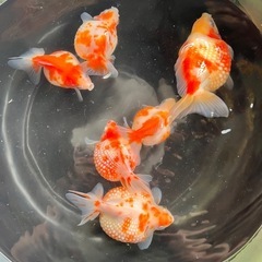ピンポンパール　３歳魚　金魚