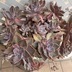 ランキングキーワードに紐づく投稿画像-観葉植物