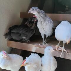ニワトリの雛ちゃんオス4わ
