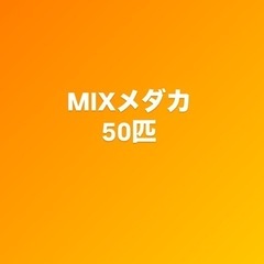 【5/16.17引渡し限定】MIXメダカ 50匹
