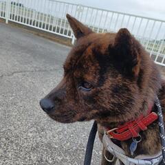至急　甲斐犬