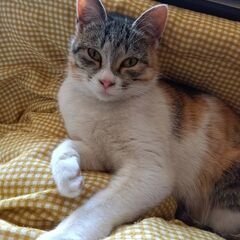 三毛猫のMOMO（メス）です