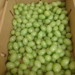 緑のみ🍇6500円相当分 皮ごと食べられるブドウ🍇ぶどう 種なし...