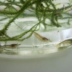 ミナミヌマエビ　３０匹＋αの画像