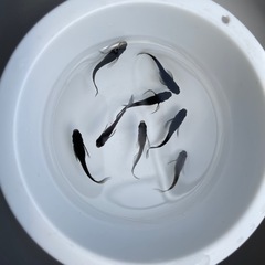 ひらひら優雅🪭黒いひれながめだか　5匹の画像