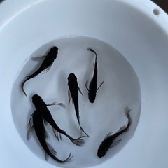 ひらひら優雅🪭黒いひれながめだか　5匹の画像