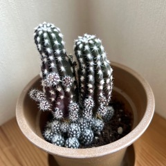 サボテン