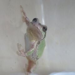 アマガエルの画像